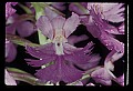 01113-00095-Large Purple-fringed Orchid, Habenaria psycodes.jpg