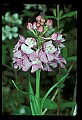 01113-00096-Large Purple-fringed Orchid, Habenaria psycodes.jpg