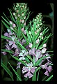 01113-00097-Large Purple-fringed Orchid, Habenaria psycodes.jpg