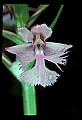 01113-00101-Large Purple-fringed Orchid, Habenaria psycodes.jpg