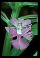 01113-00102-Large Purple-fringed Orchid, Habenaria psycodes.jpg