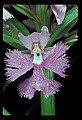 01113-00103-Large Purple-fringed Orchid, Habenaria psycodes.jpg
