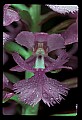 01113-00104-Large Purple-fringed Orchid, Habenaria psycodes.jpg