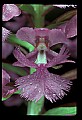 01113-00105-Large Purple-fringed Orchid, Habenaria psycodes.jpg