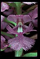 01113-00106-Large Purple-fringed Orchid, Habenaria psycodes.jpg