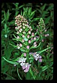 01113-00107-Large Purple-fringed Orchid, Habenaria psycodes.jpg