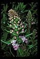 01113-00108-Large Purple-fringed Orchid, Habenaria psycodes.jpg