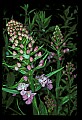 01113-00109-Large Purple-fringed Orchid, Habenaria psycodes.jpg