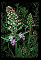 01113-00110-Large Purple-fringed Orchid, Habenaria psycodes.jpg