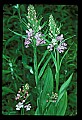 01113-00111-Large Purple-fringed Orchid, Habenaria psycodes.jpg