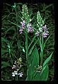 01113-00112-Large Purple-fringed Orchid, Habenaria psycodes.jpg
