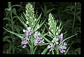 01113-00113-Large Purple-fringed Orchid, Habenaria psycodes.jpg