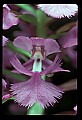 01113-00115-Large Purple-fringed Orchid, Habenaria psycodes.jpg