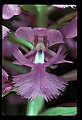 01113-00116-Large Purple-fringed Orchid, Habenaria psycodes.jpg
