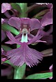 01113-00117-Large Purple-fringed Orchid, Habenaria psycodes.jpg