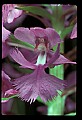 01113-00118-Large Purple-fringed Orchid, Habenaria psycodes.jpg