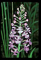 01113-00119-Large Purple-fringed Orchid, Habenaria psycodes.jpg