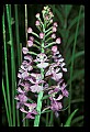 01113-00120-Large Purple-fringed Orchid, Habenaria psycodes.jpg