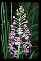 01113-00121-Large Purple-fringed Orchid, Habenaria psycodes.jpg