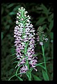01113-00122-Large Purple-fringed Orchid, Habenaria psycodes.jpg