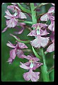 01113-00123-Large Purple-fringed Orchid, Habenaria psycodes.jpg
