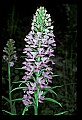 01113-00124-Large Purple-fringed Orchid, Habenaria psycodes.jpg