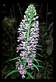 01113-00125-Large Purple-fringed Orchid, Habenaria psycodes.jpg