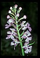 01113-00126-Large Purple-fringed Orchid, Habenaria psycodes.jpg