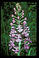 01113-00127-Large Purple-fringed Orchid, Habenaria psycodes.jpg