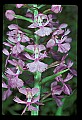 01113-00128-Large Purple-fringed Orchid, Habenaria psycodes.jpg
