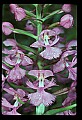 01113-00129-Large Purple-fringed Orchid, Habenaria psycodes.jpg