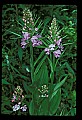 01113-00130-Large Purple-fringed Orchid, Habenaria psycodes.jpg