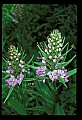 01113-00132-Large Purple-fringed Orchid, Habenaria psycodes.jpg