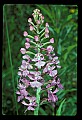 01113-00133-Large Purple-fringed Orchid, Habenaria psycodes.jpg