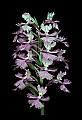 01113-00134-Large Purple-fringed Orchid, Habenaria psycodes.jpg
