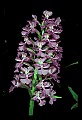 01113-00135-Large Purple-fringed Orchid, Habenaria psycodes.jpg