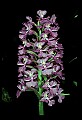 01113-00136-Large Purple-fringed Orchid, Habenaria psycodes.jpg