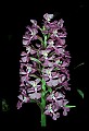 01113-00137-Large Purple-fringed Orchid, Habenaria psycodes.jpg