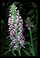 01113-00138-Large Purple-fringed Orchid, Habenaria psycodes.jpg