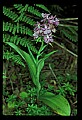 01113-00139-Large Purple-fringed Orchid, Habenaria psycodes.jpg