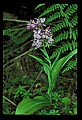01113-00140-Large Purple-fringed Orchid, Habenaria psycodes.jpg