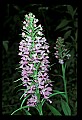 01113-00141-Large Purple-fringed Orchid, Habenaria psycodes.jpg