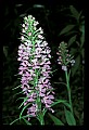 01113-00142-Large Purple-fringed Orchid, Habenaria psycodes.jpg