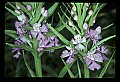 01113-00144-Large Purple-fringed Orchid, Habenaria psycodes.jpg