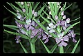 01113-00145-Large Purple-fringed Orchid, Habenaria psycodes.jpg