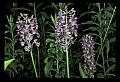 01113-00146-Large Purple-fringed Orchid, Habenaria psycodes.jpg