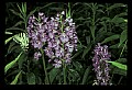 01113-00147-Large Purple-fringed Orchid, Habenaria psycodes.jpg