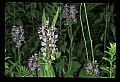01113-00148-Large Purple-fringed Orchid, Habenaria psycodes.jpg