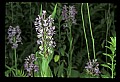 01113-00149-Large Purple-fringed Orchid, Habenaria psycodes.jpg