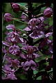 01113-00150-Large Purple-fringed Orchid, Habenaria psycodes.jpg